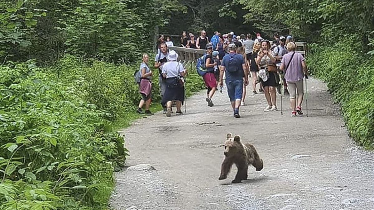 Sieć obiegło zdjęcie niedźwiadka z Doliny Kościeliskiej w Tatrach