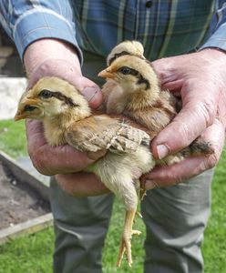 Koszmar we Wrzosach. Spłonęło 23 tys. kurcząt