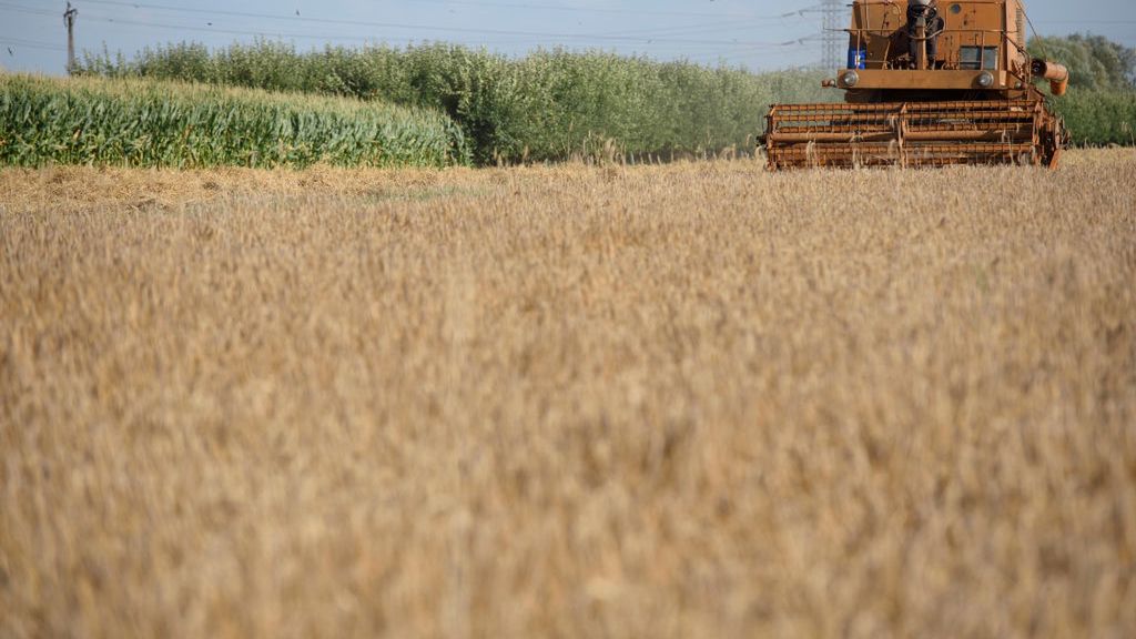 Grain Harvest In Lowicz
A combine harvester is harvesting triticale, a hybrid plant derived from wheat and rye mostly used as animal forage, near Lowicz, Poland, on July 18, 2024. (Photo by Aleksander Kalka/NurPhoto via Getty Images)
NurPhoto
livestock feed, farming, grain, animal forage, polen, polska, forage crop, july 18, forage, field, harvest, agronomy, farming technology, polish agriculture, pszenzyto, cereal, rural, lowicz, cultivation, nurphoto, zniwa, agribusiness, aleksander kalka, rye, farm machinery, harvest season, crop production, hybrid crop, hybrid plant, crop