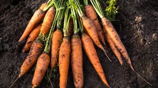 Zawsze tak sieję marchewkę. Rośnie ogromna, w ładnych odstępach i to bez czasochłonnego przerywania