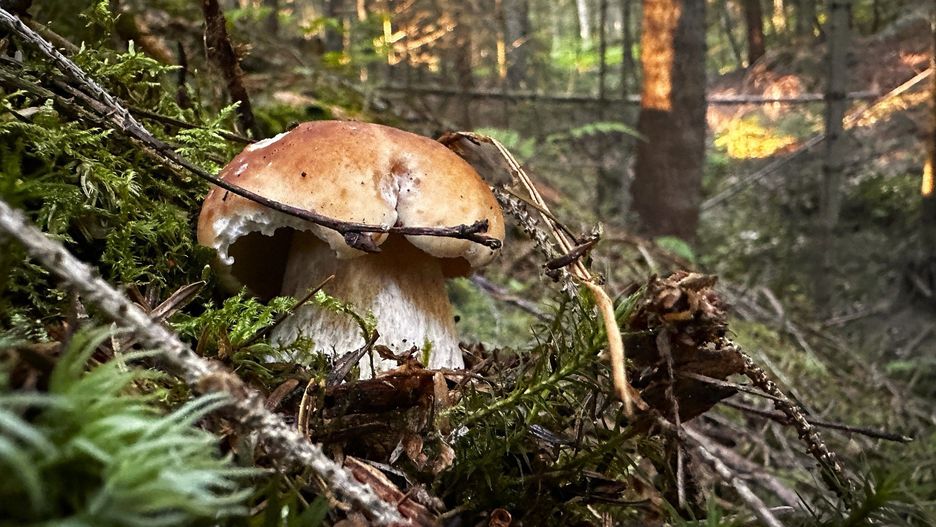 Gdzie na grzyby na Dolnym Śląsku? Najlepsze miejsca na jesienne grzybobranie
