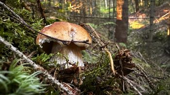 Dolny Śląsk: Jesienny wysyp grzybów? Grzybiarze wskazują najlepsze miejsca