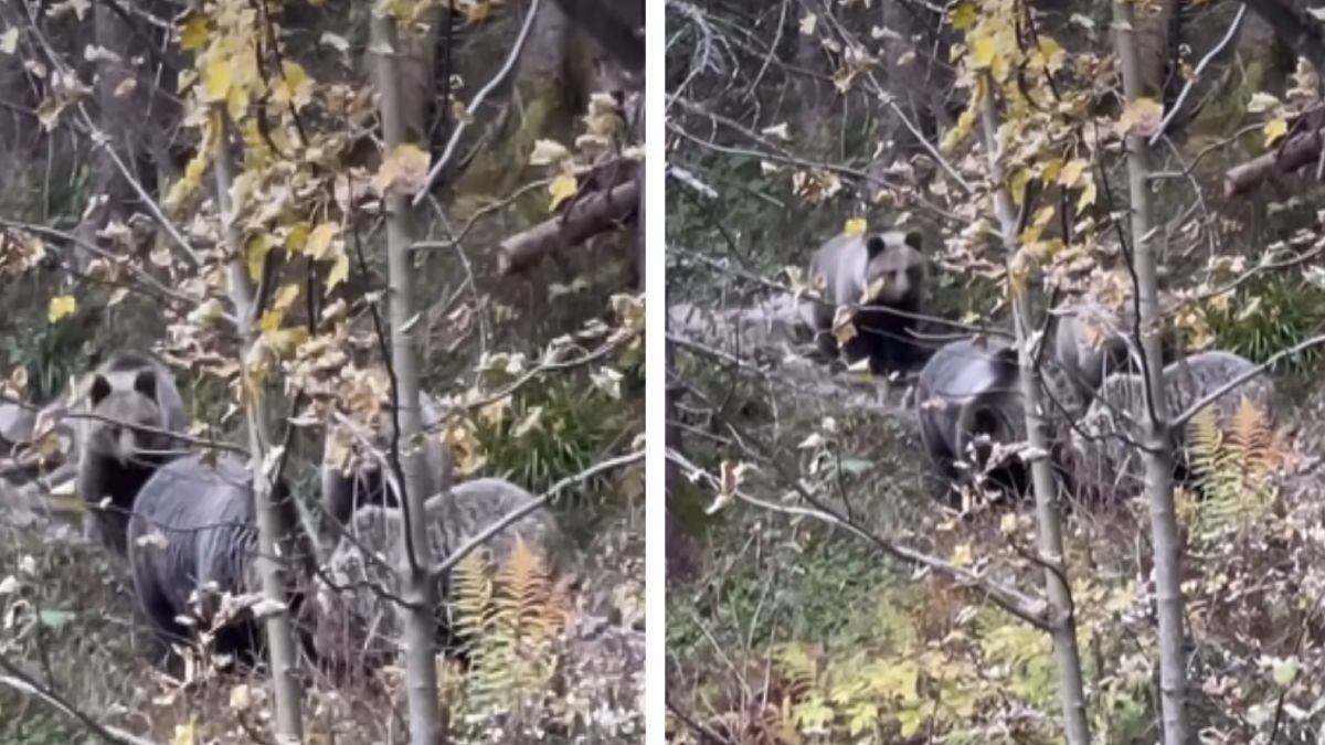 Cztery niedźwiedzie nagrane w Tatrach
