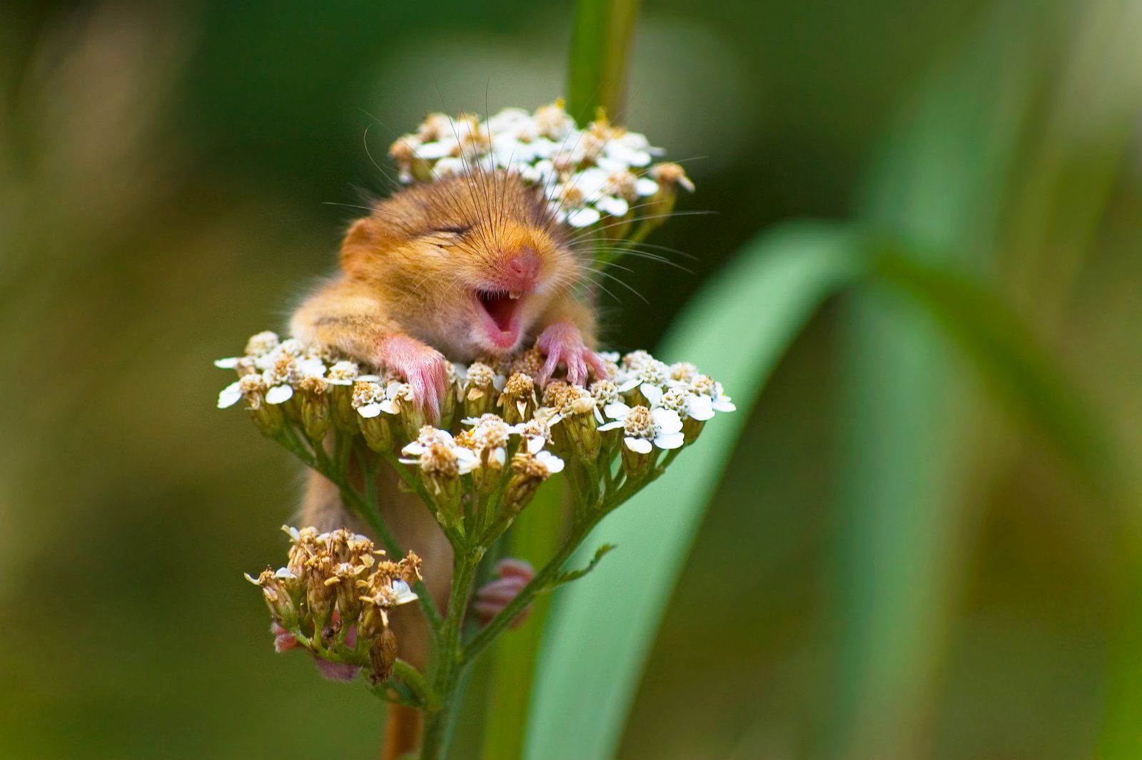 Znamy zwycięzców The Comedy Wildlife Photography Awards 2017. To najśmieszniejsze zdjęcia, jakie dzisiaj zobaczycie 5