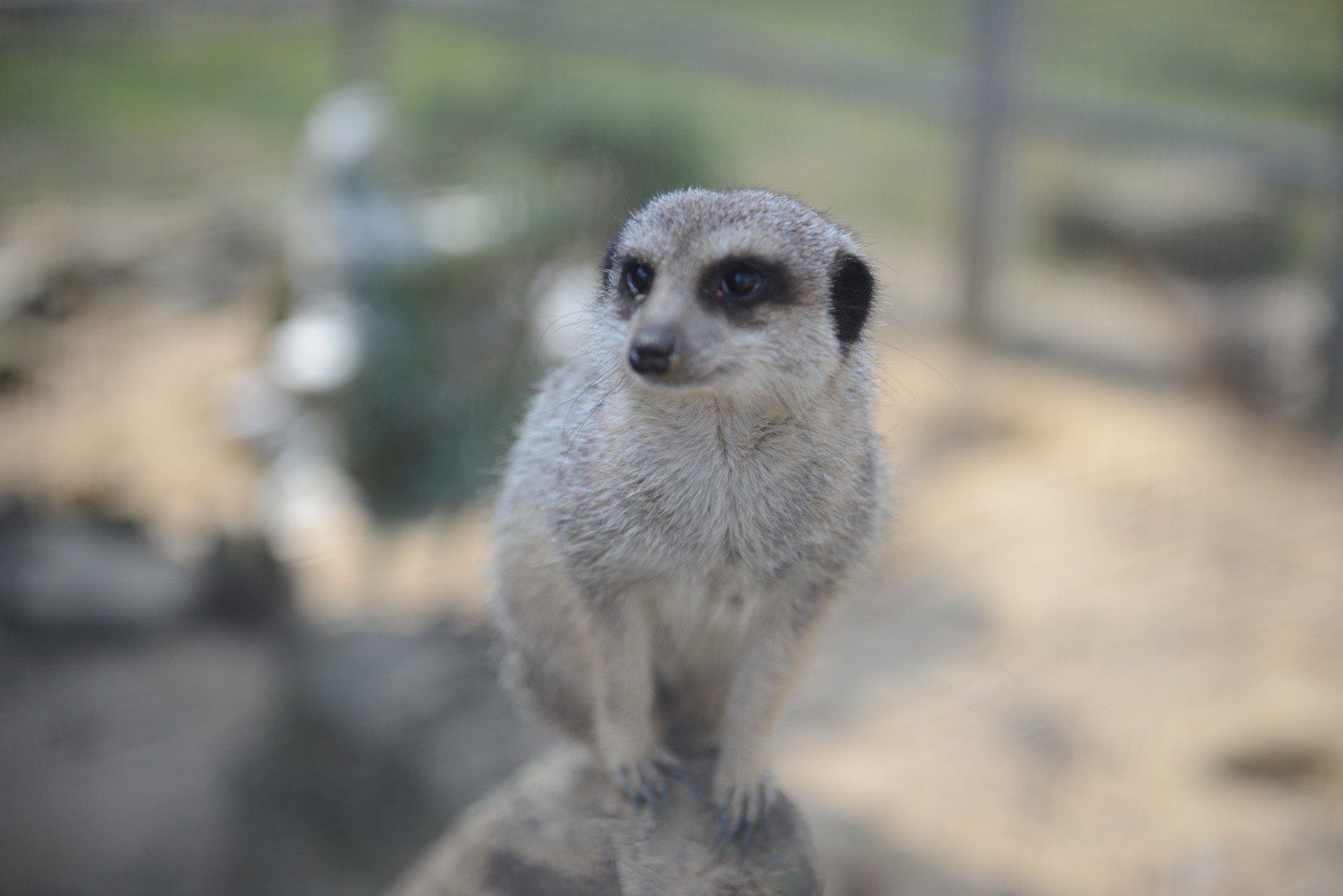 Minizoo „Bajkowa Zagroda&#34; w Zielonej Górze