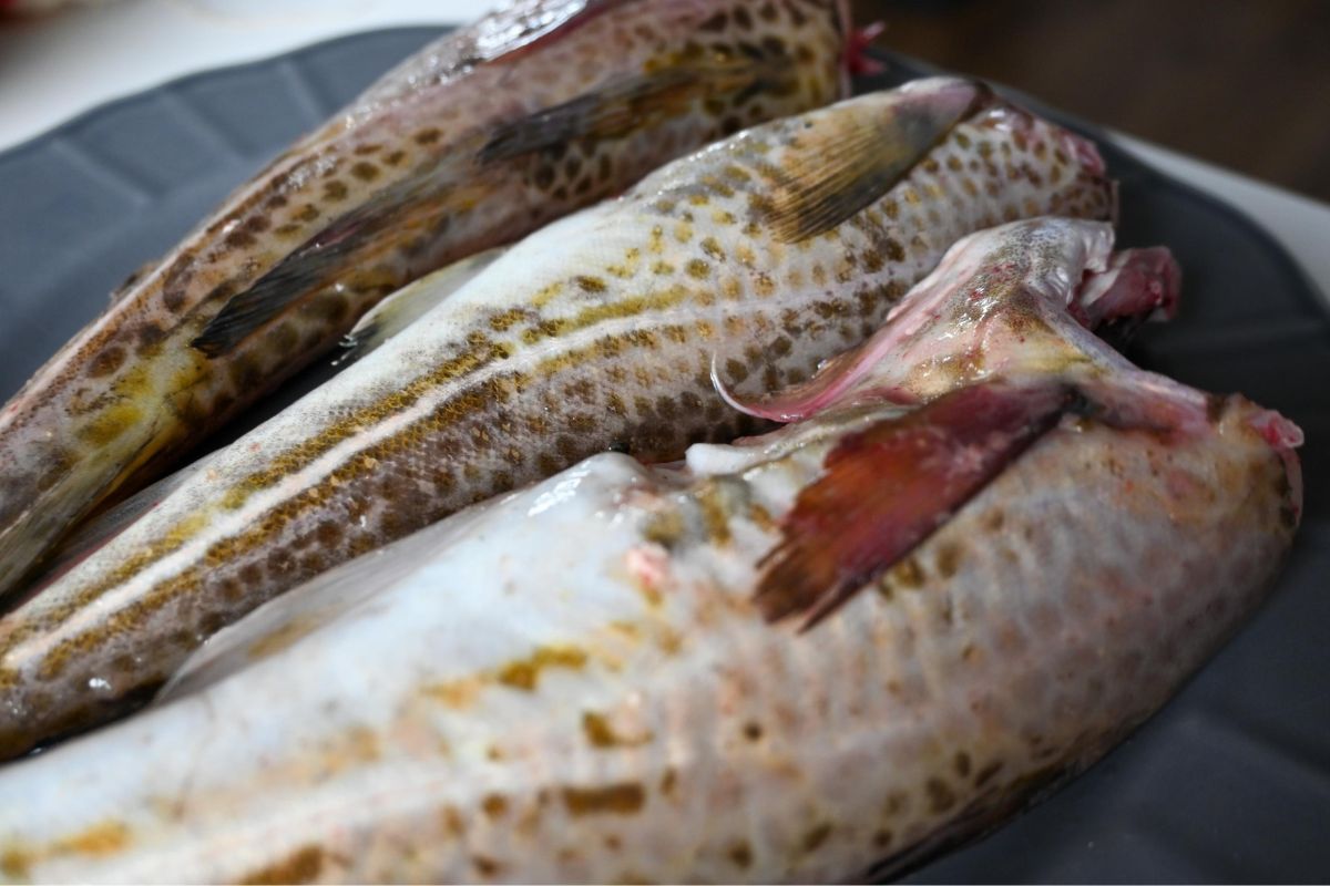 Trafisz na nią tylko przypadkiem. Ta ryba to świetne wsparcie dla mózgu i tarczycy