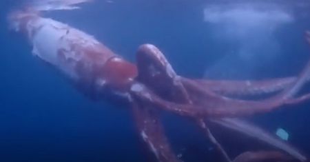 Nagrali oceanicznego giganta. "To było bardzo ekscytujące"