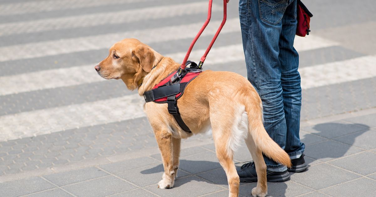 Pies przewodnik osoby niewidomej- Pyszności, źródło Canva