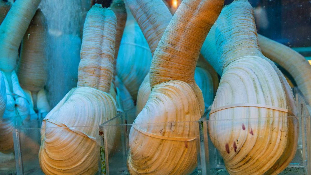 Geoduck- Pyszności; źródło: Canva