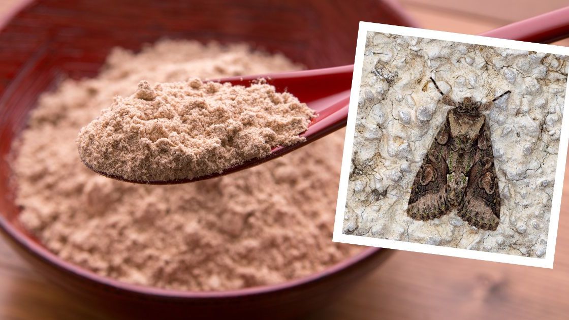 Jak pozbyć się moli- Pyszności; źródło Canva