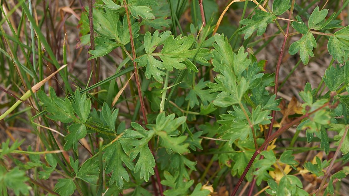 Blekol pospolity- Pyszności, źródło: Canva