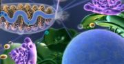 Pokaż mi swoje mitochondrium, a powiem ci, kim jesteś. W Sim Cell będziemy bronić organizmu przed wirusami