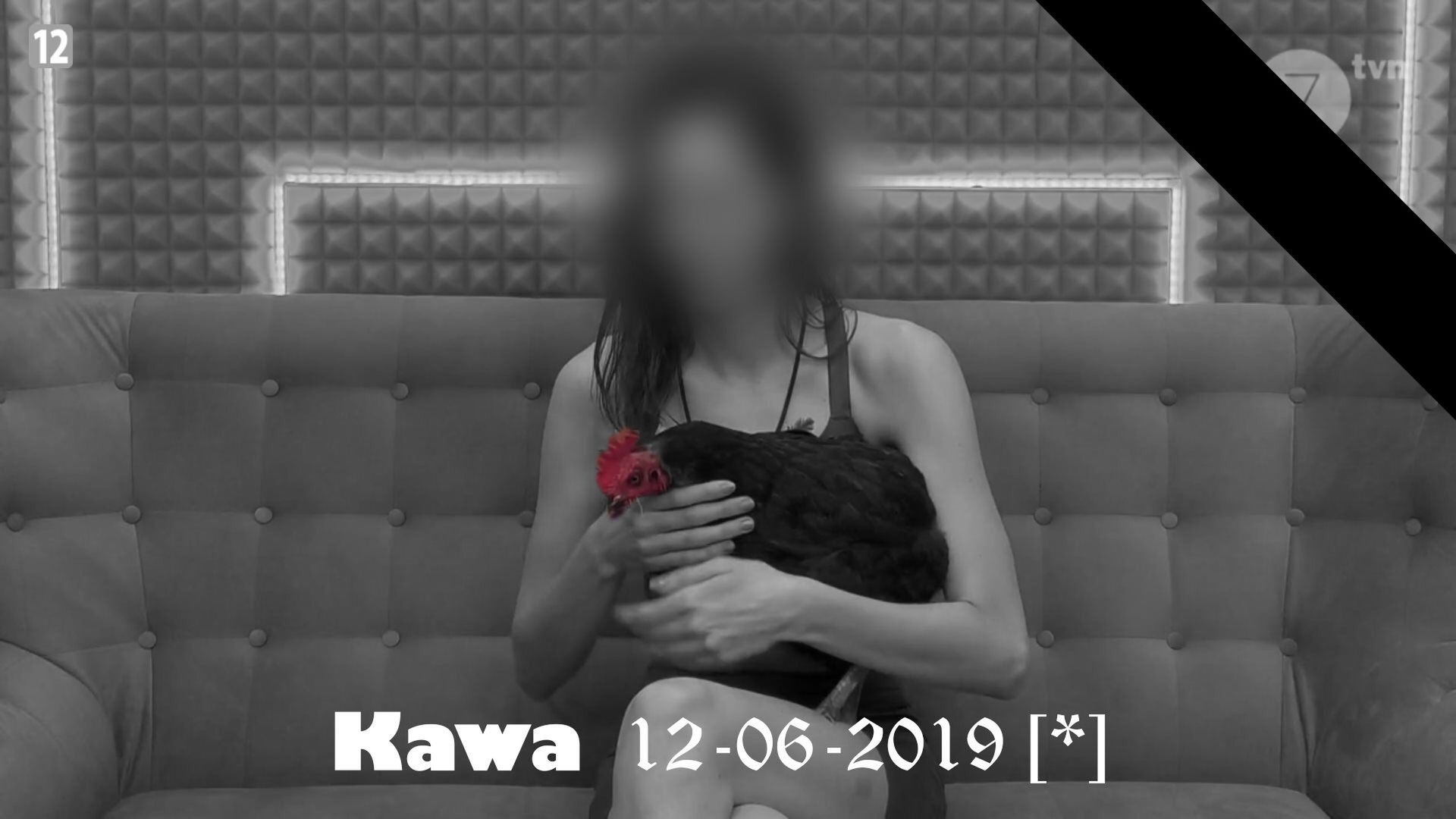 "Big Brother" - Kawa zagryziona przez lisa