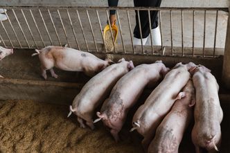 Trudny rok dla polskich rolników. Coraz gorsza sytuacja hodowców świń
