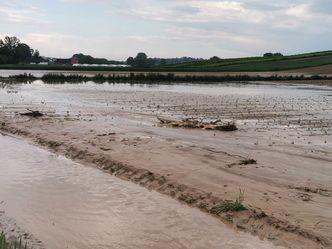 Dramat rolników, pogoda zniszczyła plony. Kołodziejczak: Odszkodowań nie będzie, ministerstwo odmówiło
