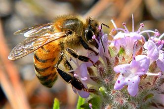 Pszczoły ciągnie do nektaru zawierającego popularne pestycydy