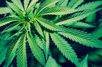 Legalizacja marihuany w dwóch stanach. Rząd USA ustępuje