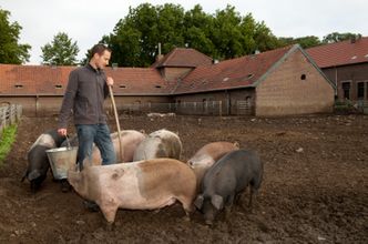 Afrykański pomór świń w Polsce. Powołano sztab kryzysowy