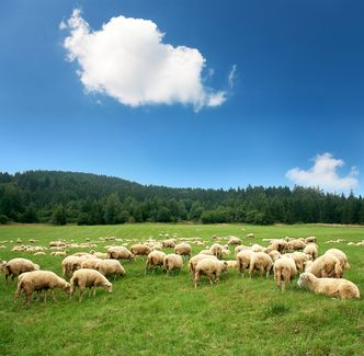 Wypas owiec na terenie Karkonoskiego Parku Narodowego. Dostaną dotacje