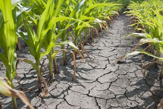 152 mln zł strat w rolnictwie z powodu klęsk pogodowych