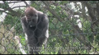 Harfiarka uspokaja grą goryle i orangutany