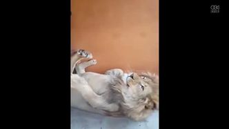 Lew, który uwielbia masaż stóp