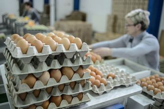 Za średnią pensję kupimy ponad 7,6 tysiąca jaj. Święta będą bogate