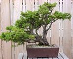 Bonsai - Małe drzewka dla bogaczy?