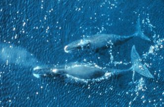 Japonia ignoruje orzeczenie sądu w sprawie połowów wielorybów. Silne lobby