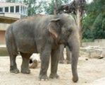 Słonie pod ochroną na eBayu