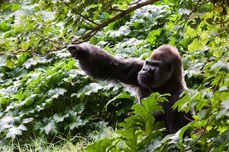 Ochrona goryli w Kongo. Utworzyli park narodowy
