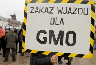 Polska strefą wolną od upraw GMO. Tego chce resort środowiska