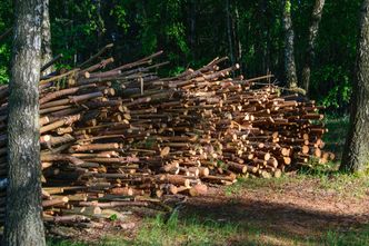 W lasach akcja "chrust". "Nie ścięliśmy więcej drzew, a bardziej efektywnie je wykorzystaliśmy"
