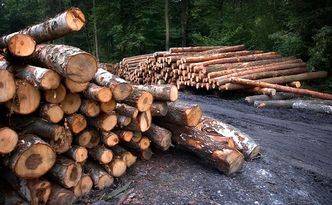 Drewno z lasu trafi do pieców. Przez koronawirusa