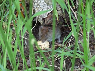 Myszy pustoszą Australię. Władze rozważają użycie szkodliwego środka