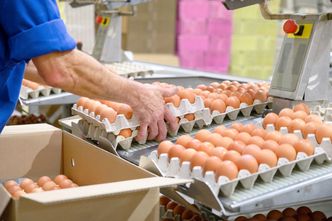 Jaja ściółkowe z salmonellą wycofane ze sklepów