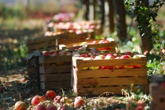 Niskie ceny jabłek. UOKiK zbada ceny skupu i sposób i ich ustalania
