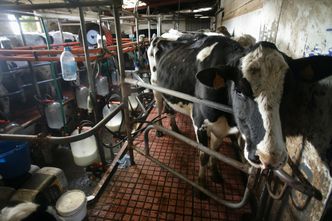 Ukraińscy przetwórcy chcą zakazu importu produktów mlecznych z Polski