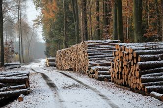 Tak drewno z Białorusi omija sankcje. KAS zatrzymuje transporty do Polski