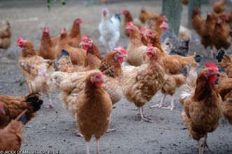 Ukraina wykorzystuje lukę w unijnych przepisach. Zalewa rynek kurczakami z kością
