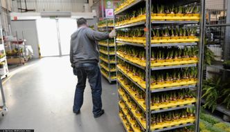 To nie czas na storczyki. Branża kwiatowa wyhamowała i apeluje o pomoc