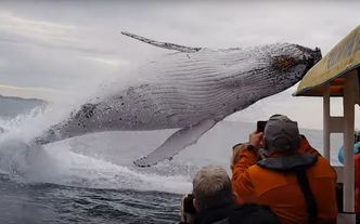 Wieloryb na widelcu. Japonia wznawia połowy