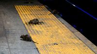 Szczury na peronie metra w Nowym Jorku