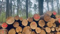 Polskie lasy znikają w oczach. Nie wiadomo, co dzieje się z drewnem, a ceny szaleją