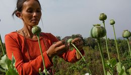 W Birmie gwałtownie wzrosła produkcja opium. To efekt kryzysu