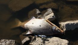 Śnięte ryby i bobry na Odrze. Oto na co wskazuje uwagę ekspert
