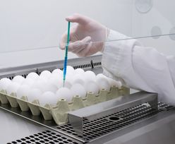 Kury i jaja, które ratują nasze życie. Tak powstają szczepionki