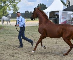 NIK skontrolowała państwowe hodowle koni. Średnia cena konia arabskiego spadła ze 104 tys. zł do 24 tys. zł