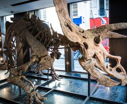 Szkielet triceraptosa sprzedany na aukcji za 6,6 mln euro. To największy taki okaz