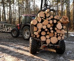 Będzie zakaz eksportu drewna z kraju? "Rynek jest rozregulowany"